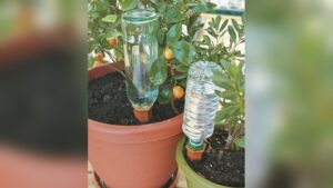 How to Keep Plants Watered While on Vacation
