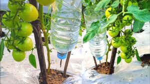 How to Make a Self Waterer for Plants: Easy DIY Guide
