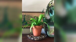 How to Make Pebble Tray for Plants​: Easy Steps for Healthier Greens