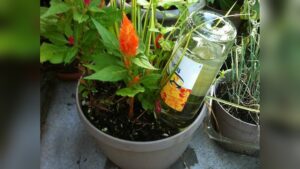 How to Make Self Waterer for Plants: Easy DIY Guide to Save Time