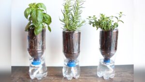 How to Make Self Watering for Plants: Easy DIY Guide