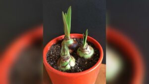 How to Plant Amaryllis Bulbs in Pots Indoors