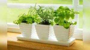 How to Plant Herbs in Pots Indoors: Easy Tips for Lush Growth