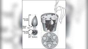 How to Plant Tulip Bulbs in Pots Indoors