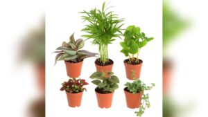 How to Pot Indoor House Plants: Easy Steps for Thriving Greens