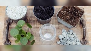 How to Pot Indoor Plants Without Drainage: Expert Tips Made Easy