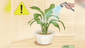 How to Save Over Watered Plants: Expert Tips to Revive Them Fast