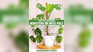 How to Tie Monstera to Moss Pole: Easy Steps for Healthy Growth