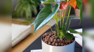 How to Use Clay Pebbles for Plants: Ultimate Guide for Thriving Growth