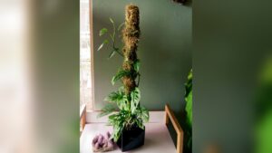 How to Use Moss Pole: Boost Your Plant Growth Easily