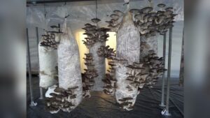 How to Use Mushroom Grow Bags: Easy Steps for Successful Harvests