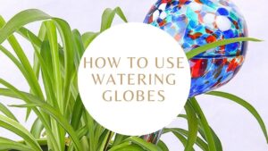 How to Use Plant Watering Globes: Easy Tips for Lush Plants