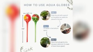 How to Use Watering Globes for Plants: Easy Tips for Thriving Greens