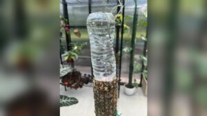 How to Water a Moss Pole: Expert Tips for Lush Plant Growth