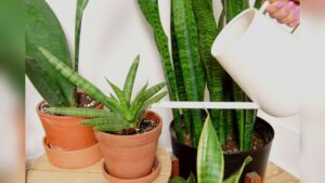 How to Watering Snake Plant: Ultimate Guide for Thriving Greens
