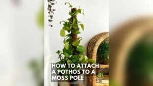 How to Wrap Pothos on Moss Pole: Easy Steps for Lush Growth