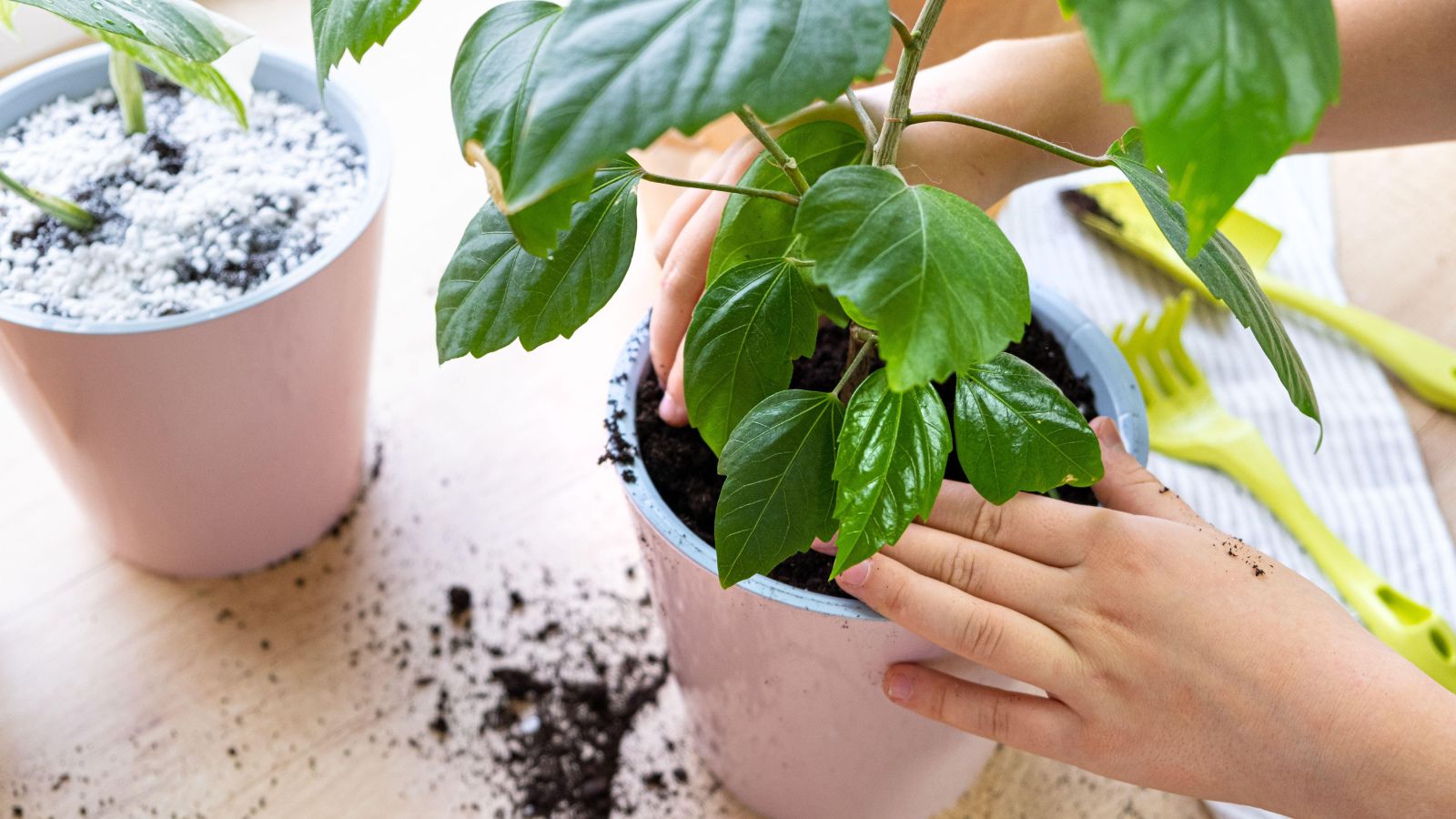 What Is The Best Soil For Indoor Plants Without Bugs