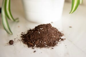 Best Indoor House Plant Soil