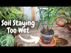 How To Dry Out Soil Indoor Plants