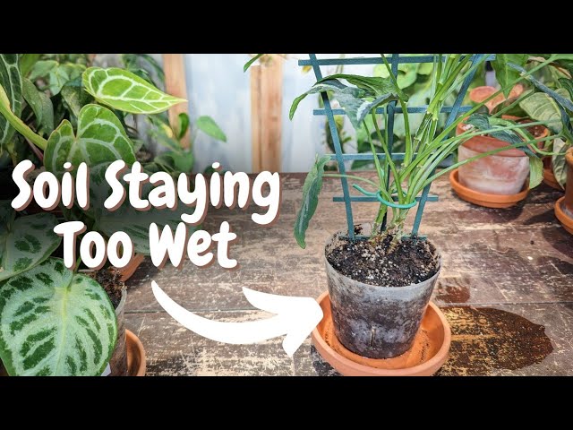 How To Dry Out Soil Indoor Plants