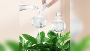 Should Plants Be Watered Everyday: Expert Tips for Healthy Growth