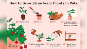 Should Strawberry Plants Be Watered Every Day