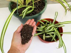 Best Soil For Spider Plants Indoors