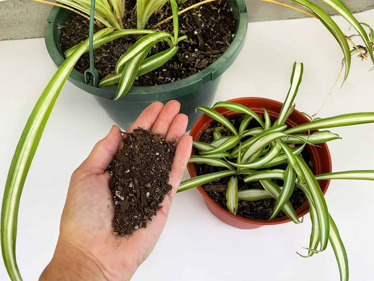Best Soil For Spider Plants Indoors