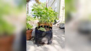 What are Grow Bags Made of: Surprising Materials Explained