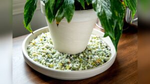 What is a Pebble Tray for Plants​: Boost Growth & Humidity Easily