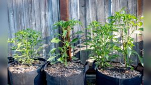 What Size Grow Bag for Bell Peppers: Ultimate Guide for Big Harvests