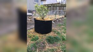 What Size Grow Bag for Blueberries: Ultimate Guide for Perfect Growth