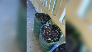 What Size Grow Bag for Carrots: Ultimate Guide for Perfect Growth