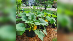What Size Grow Bag for Squash: Ultimate Guide for Perfect Growth