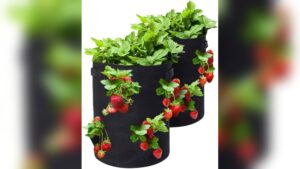 What Size Grow Bag for Strawberries: Ultimate Guide for Perfect Growth