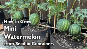 What Size Grow Bag for Watermelon: Ultimate Guide for Thriving Fruits