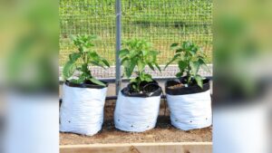 What to Grow in 5 Gallon Grow Bags: Top Plants for Big Yields