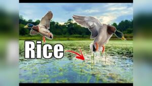 What to Plant for Ducks in Standing Water