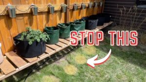 What to Put under Grow Bags: Essential Tips for Perfect Drainage