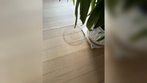 What to Put under Plant Pots Indoors: Essential Tips for Care