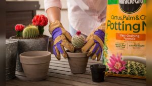 What’S the Best Potting Soil for Indoor Plants