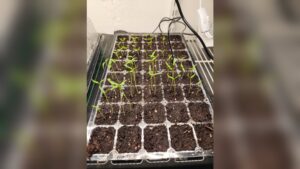 When to Remove Humidity Dome from Seedlings