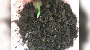 When to Remove Humidity Dome on Seedlings