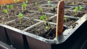 When to Take off Humidity Dome: Expert Tips for Perfect Growth