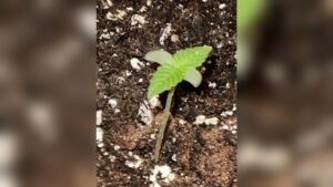 When to Take Seedlings Out of Humidity Dome: Expert Timing Tips