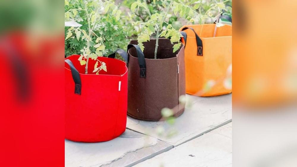 are grow bags better than pots.jpg