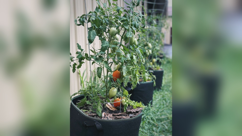 are grow bags good for tomatoes.jpg