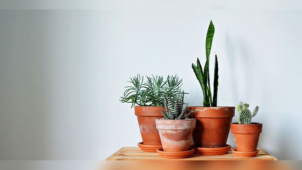 are terracotta pots good for indoor plants.jpg