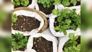 best way to grow potatoes in a bag.jpg