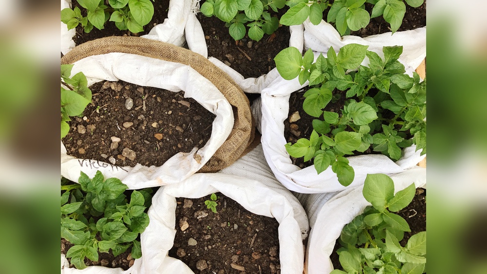 best way to grow potatoes in a bag.jpg